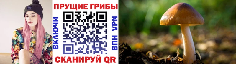 Галлюциногенные грибы прущие грибы  Елабуга 